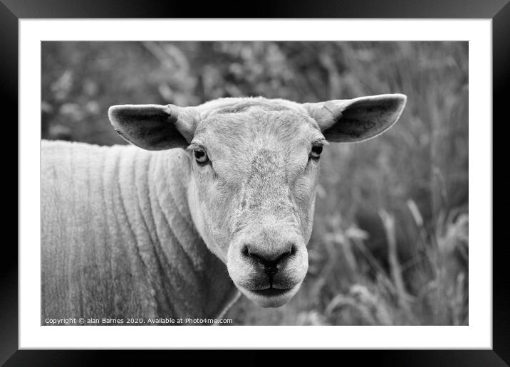 Sheep staring at me! Framed Mounted Print by Alan Barnes