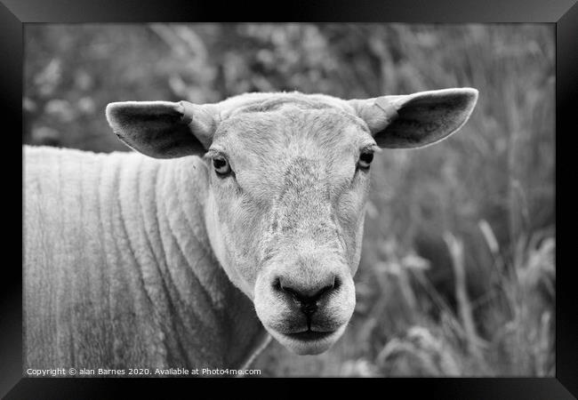 Sheep staring at me! Framed Print by Alan Barnes