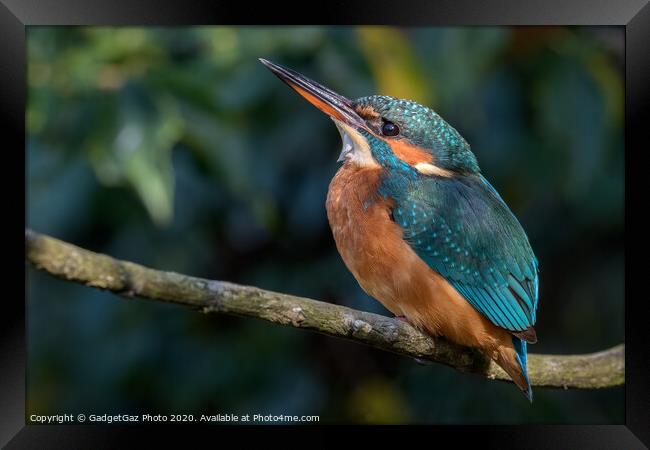 Female Kingfisher Framed Print by GadgetGaz Photo