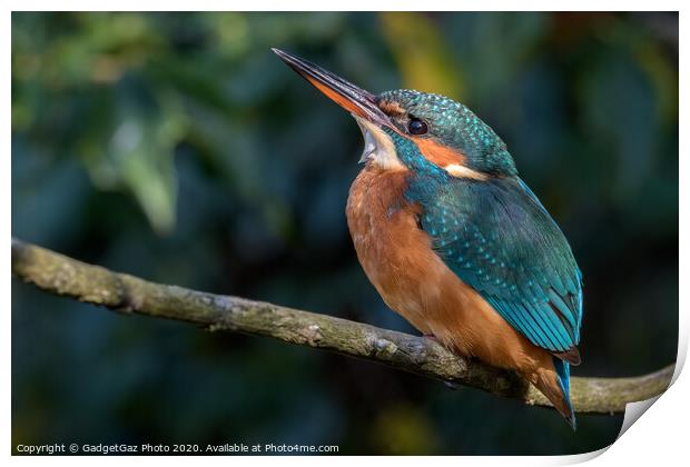 Female Kingfisher Print by GadgetGaz Photo