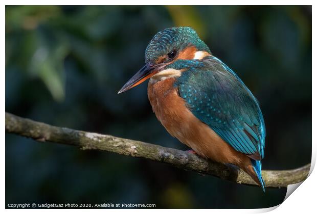 Beautiful female Kingfisher Print by GadgetGaz Photo