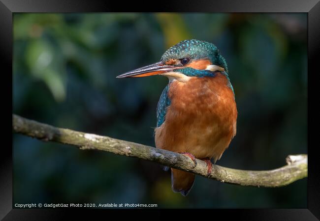 Female Kentish Kingfisher Framed Print by GadgetGaz Photo