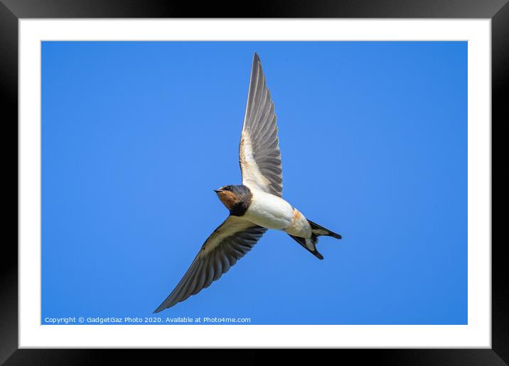 Swallow in flight Framed Mounted Print by GadgetGaz Photo