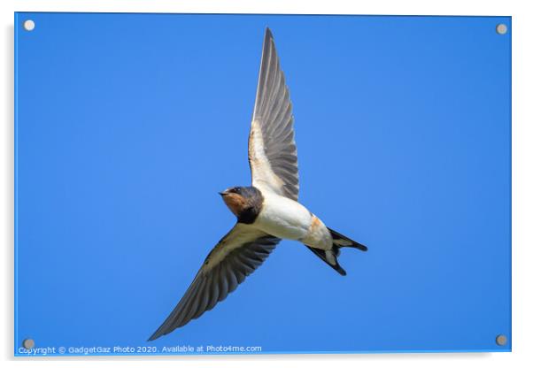 Swallow in flight Acrylic by GadgetGaz Photo