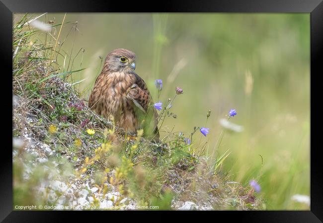 Kestrel on the Cliff Framed Print by GadgetGaz Photo