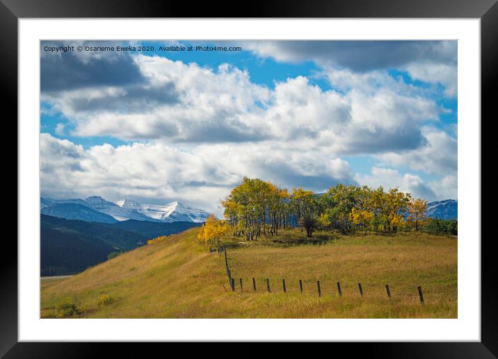 Trees in the Rockies  Framed Mounted Print by Osarieme Eweka