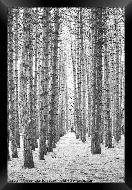 Newmillerdam Birch Wood Framed Print by Alison Chambers
