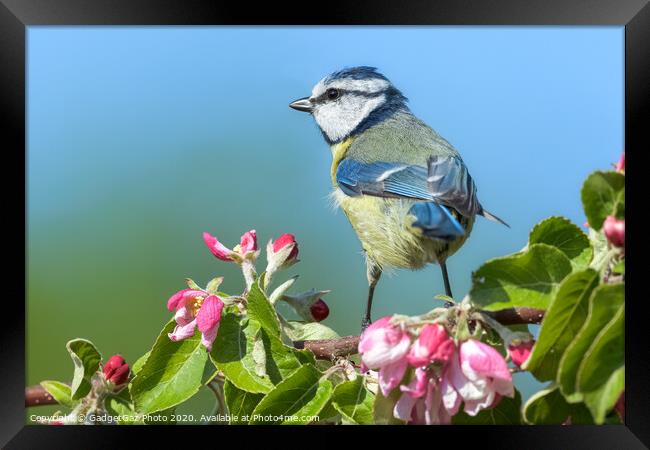 Blue tit on pink apple blossom Framed Print by GadgetGaz Photo