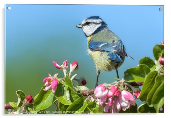 Blue tit on pink apple blossom Acrylic by GadgetGaz Photo