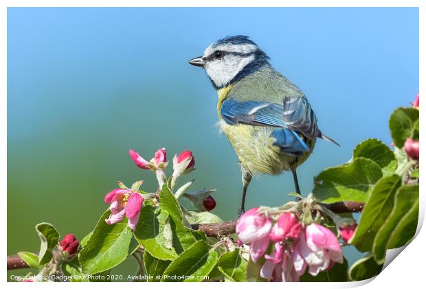 Blue tit on pink apple blossom Print by GadgetGaz Photo
