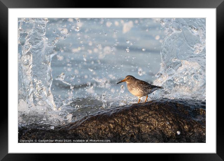 Purple sandpiper with crashing waves. Framed Mounted Print by GadgetGaz Photo