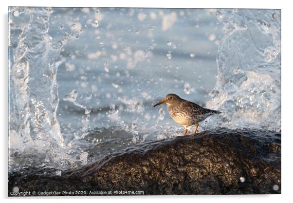 Purple sandpiper with crashing waves. Acrylic by GadgetGaz Photo
