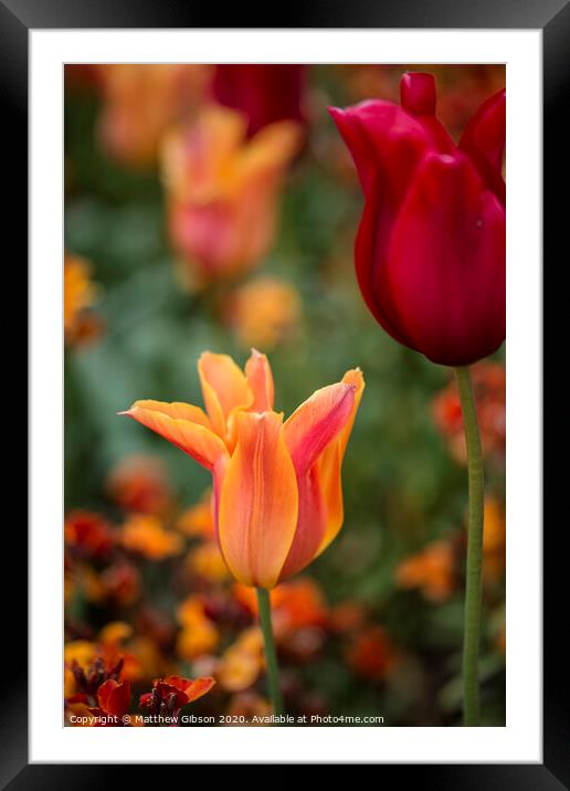 Stunning vibrant shallow depth of field landscape image of flowerbed full of tulips in Spring Framed Mounted Print by Matthew Gibson