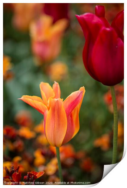 Stunning vibrant shallow depth of field landscape image of flowerbed full of tulips in Spring Print by Matthew Gibson