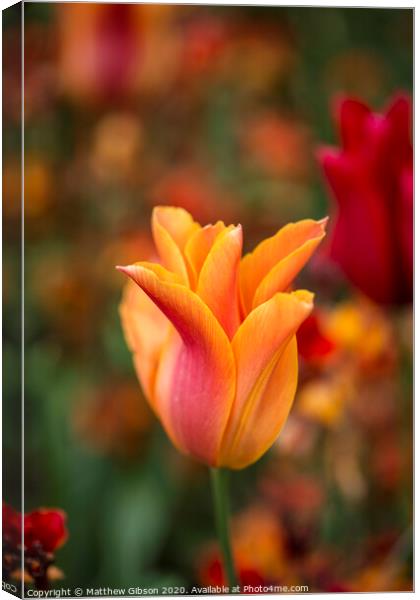 Stunning vibrant shallow depth of field landscape image of flowerbed full of tulips in Spring Canvas Print by Matthew Gibson