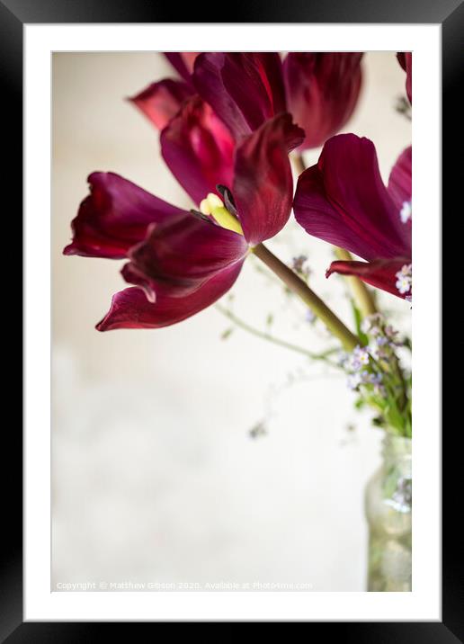 Beautiful old vintage English garden image of tulips in glass mason jar Framed Mounted Print by Matthew Gibson