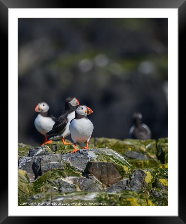 Colorful Atlantic Puffin or Comon Puffin Fratercula Arctica in Northumberland England on bright Spring day Framed Mounted Print by Matthew Gibson