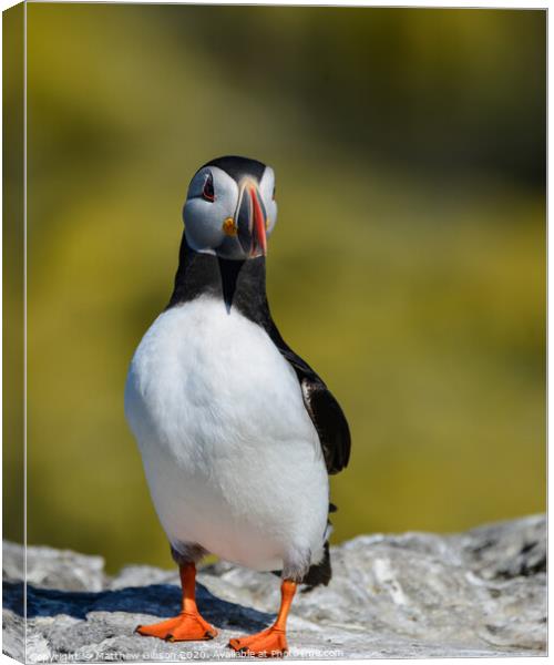 Colorful Atlantic Puffin or Comon Puffin Fratercula Arctica in Northumberland England on bright Spring day Canvas Print by Matthew Gibson