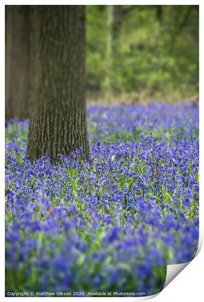 Stunning landscape image of bluebell forest in Spring Print by Matthew Gibson
