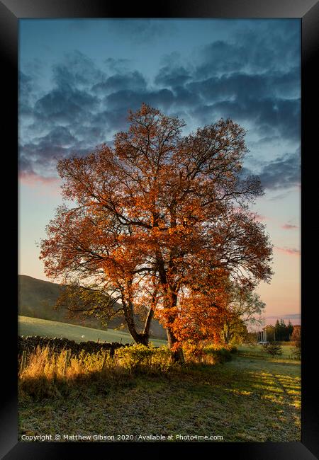 Stunning vibrant Autumn Fall landscape of countryside in Lake District with lovely golden light on trees and hills Framed Print by Matthew Gibson