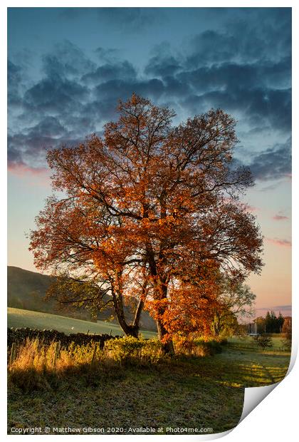 Stunning vibrant Autumn Fall landscape of countryside in Lake District with lovely golden light on trees and hills Print by Matthew Gibson