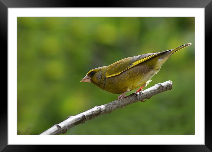 greenfinch Framed Mounted Print by Donna Collett