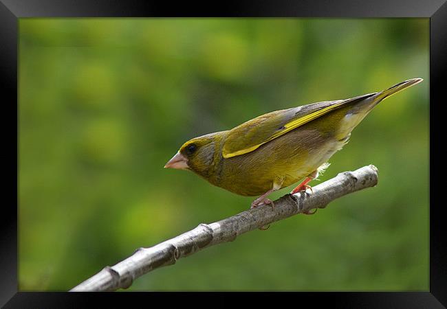 greenfinch Framed Print by Donna Collett