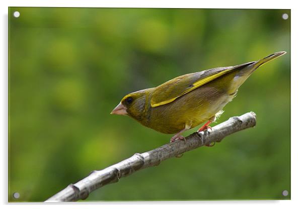 greenfinch Acrylic by Donna Collett