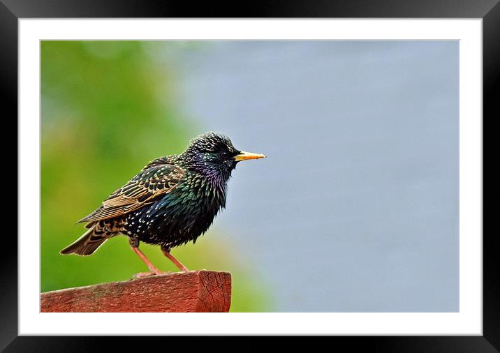 Starling Framed Mounted Print by Donna Collett