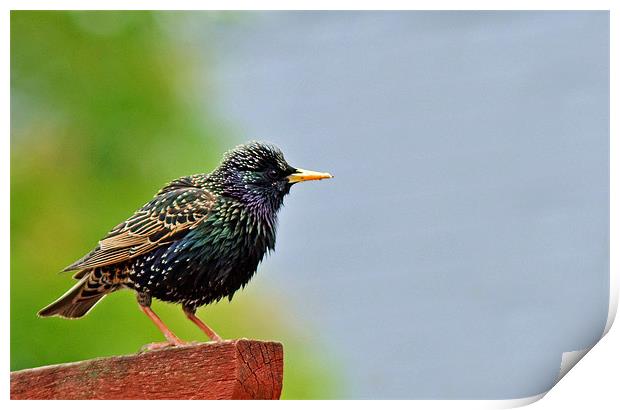 Starling Print by Donna Collett