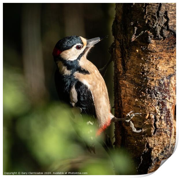 What Woodpeckers Do Print by Gary Clarricoates
