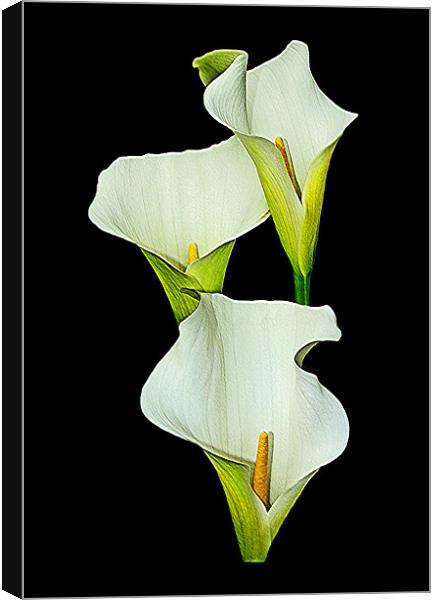 White Calla Lily. Canvas Print by paulette hurley