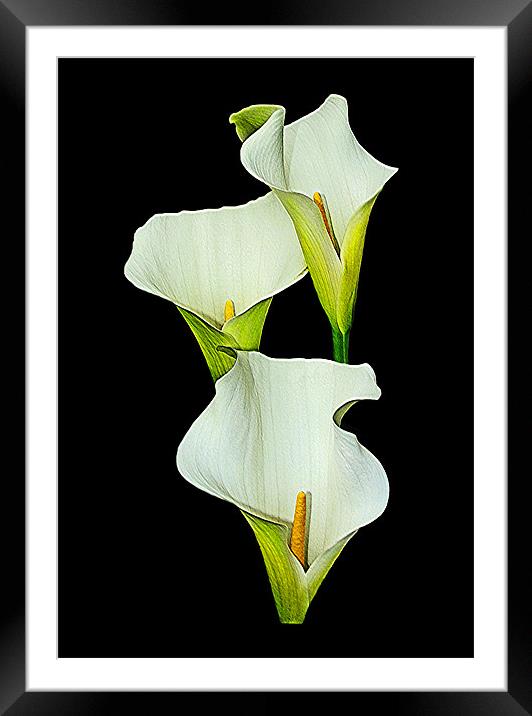 White Calla Lily. Framed Mounted Print by paulette hurley