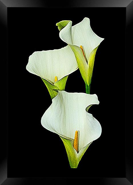 White Calla Lily. Framed Print by paulette hurley