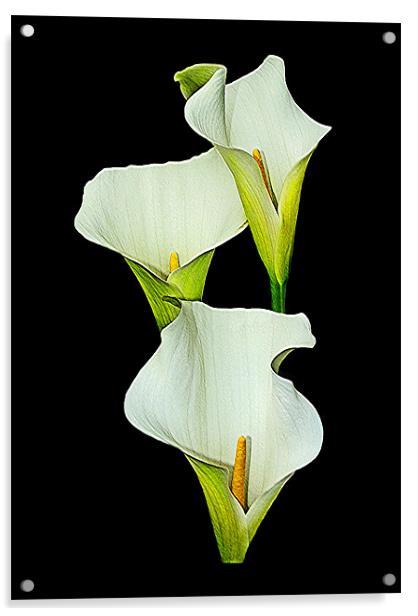 White Calla Lily. Acrylic by paulette hurley