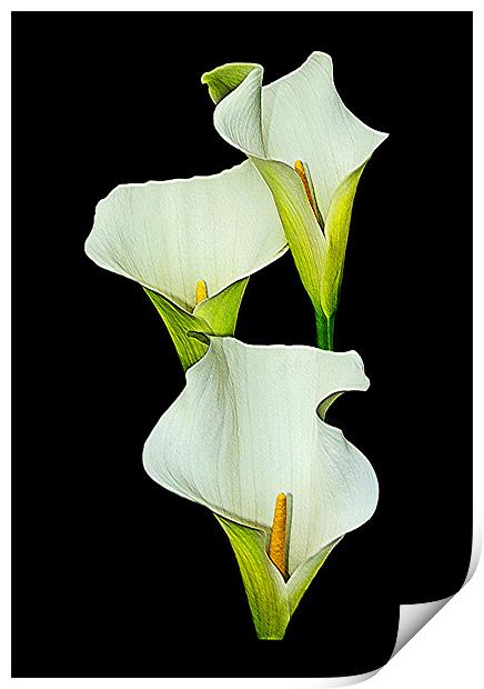 White Calla Lily. Print by paulette hurley