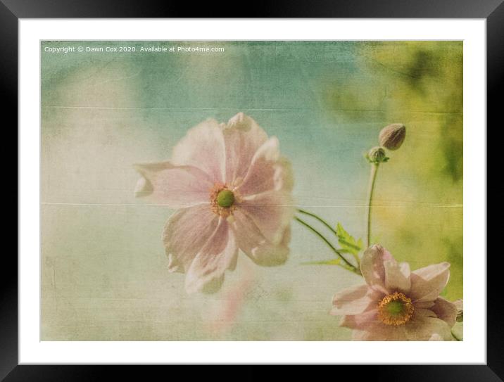 pink flower Framed Mounted Print by Dawn Cox