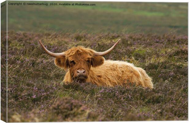 Highland Cow Resting In The Heathers Canvas Print by rawshutterbug 