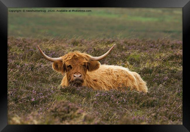 Highland Cow Resting In The Heathers Framed Print by rawshutterbug 