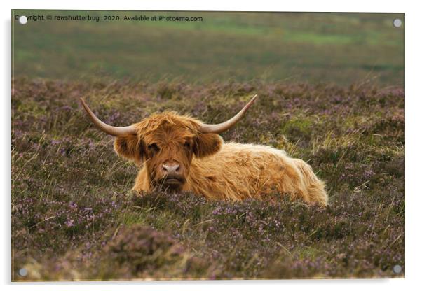 Highland Cow Resting In The Heathers Acrylic by rawshutterbug 