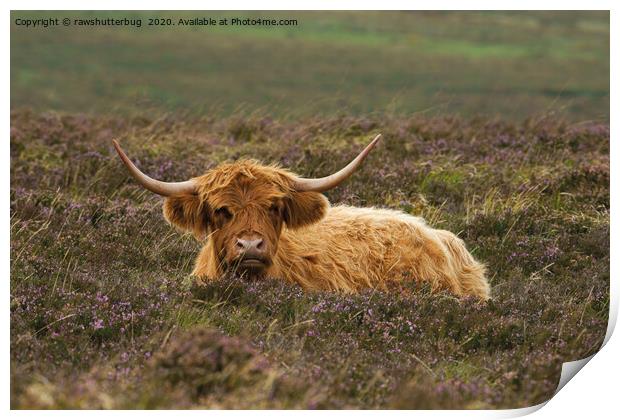 Highland Cow Resting In The Heathers Print by rawshutterbug 