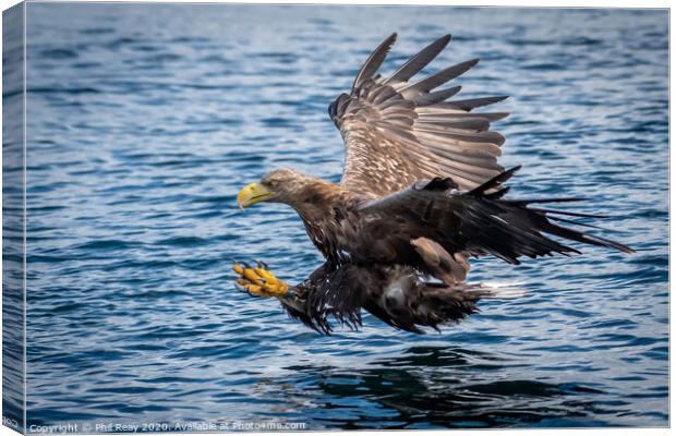 White Tailed Sea Eagle Canvas Print by Phil Reay
