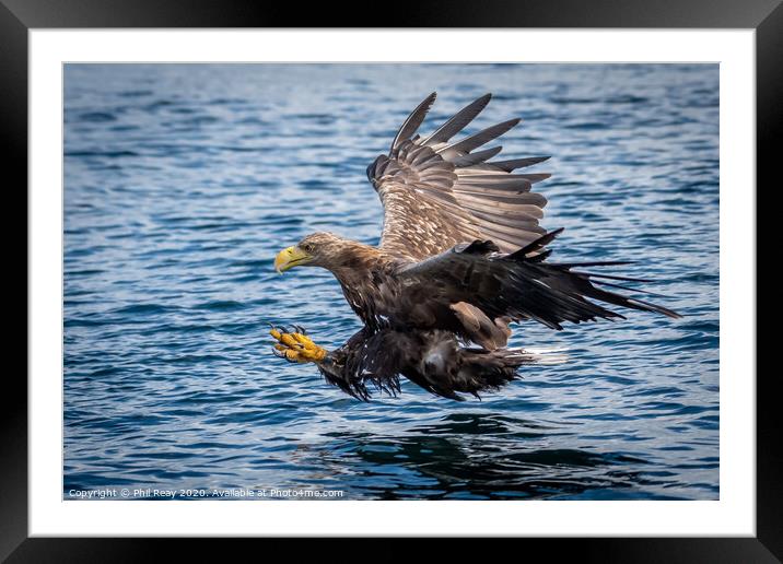 White Tailed Sea Eagle Framed Mounted Print by Phil Reay