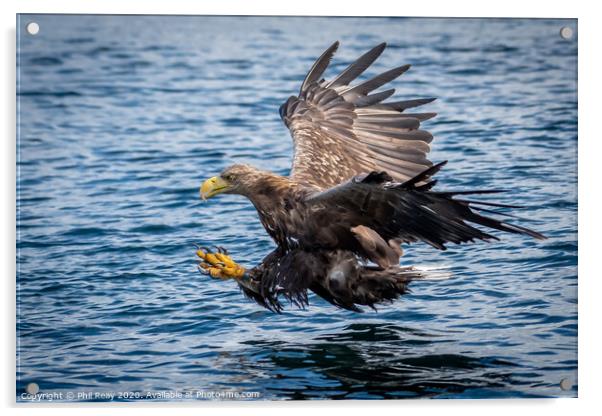 White Tailed Sea Eagle Acrylic by Phil Reay