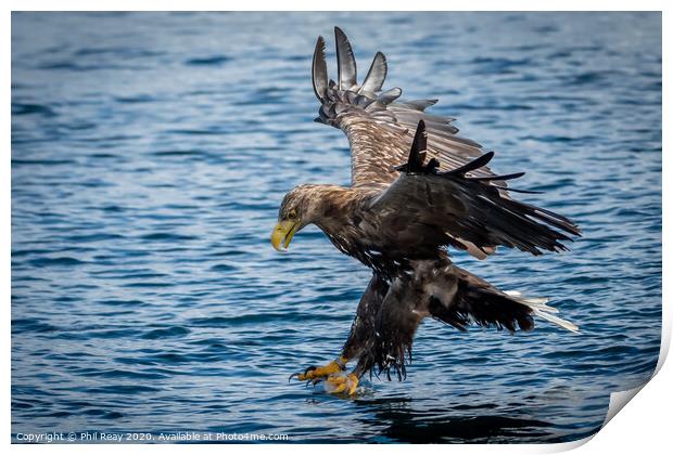 A White Tailed Sea Eagle Print by Phil Reay