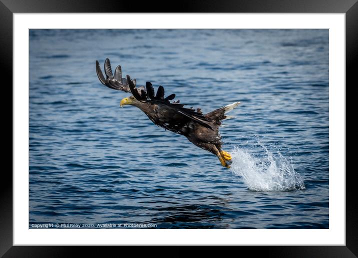 A White Tailed Sea Eagle Framed Mounted Print by Phil Reay