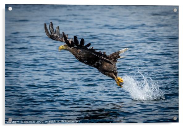 A White Tailed Sea Eagle Acrylic by Phil Reay