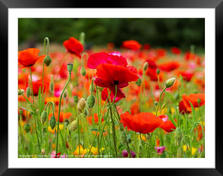 Summer Poppies Framed Mounted Print by Angela Cottingham