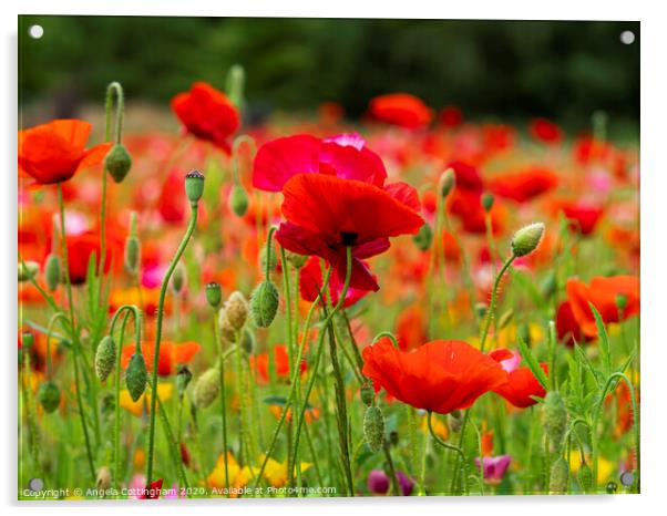 Summer Poppies Acrylic by Angela Cottingham