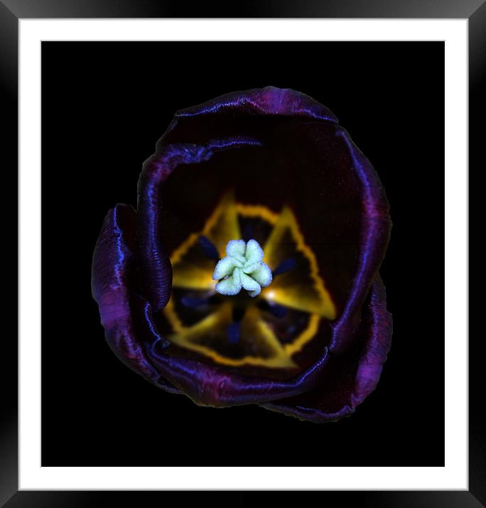 Purple Tulip Black background Framed Mounted Print by mick gibbons